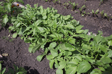 beds on the white background