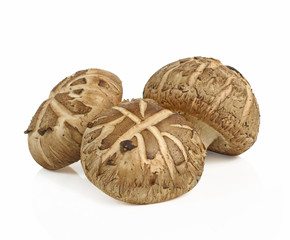 Shiitake mushroom on the White background