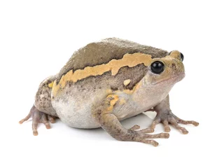 Photo sur Plexiglas Grenouille Chubby frog on white background