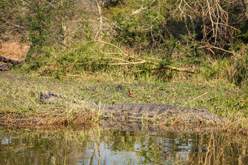 Wild crocodile