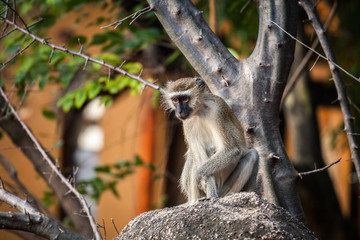 Wild monkey