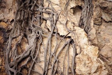 Evidence of physical weathering, tree roots eventually break down this large rock face. 