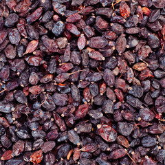 black barberry