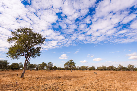 African Landscape