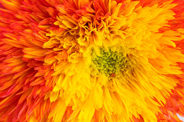 Double Sunflower, yellow orange to red petals. 