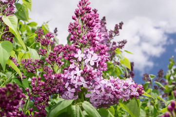 Lilac selective focus