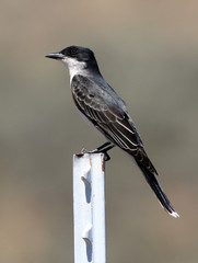 Eastern Kingbird on a Post