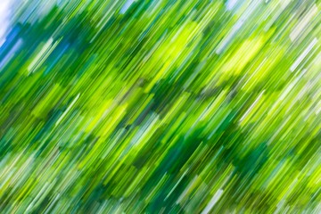 Blurry abstract background of green summer forest
