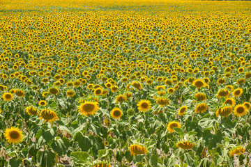 Sunflower plantation