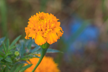 Marigold  flowers field