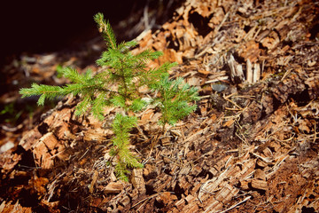 Evergreen sapling in the woods - new growth. 