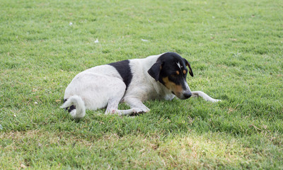 Dog on green grass background