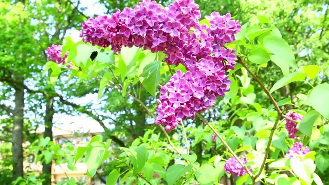 laborious bumblebee flying around lilac branch gathering nectar while wind swinging tree