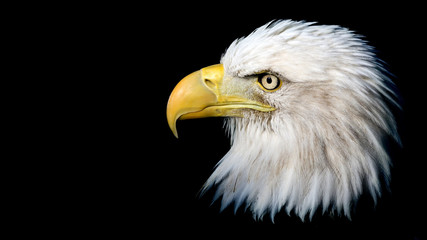 Porträt eines amerikanischen Weißkopfseeadlers vor schwarzem Hintergrund mit Platz für Text