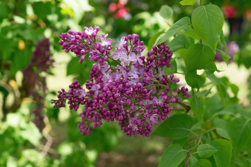 Fototapeta na wymiar Lilac selective focus