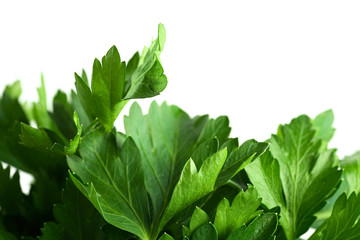 Italian Parsley on white background