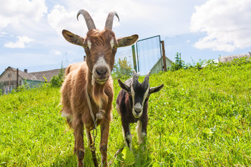 Haired goat with kid