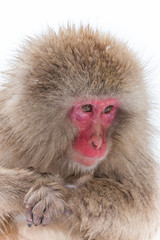 イケメンのおさるさん Japanese monkey which is a handsome
