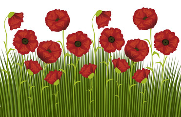 Obraz premium Mohnblumen auf Wiese