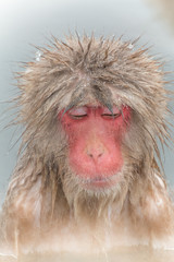 美人のおさるさん　温泉エステ　beautiful monkey in the hot spring