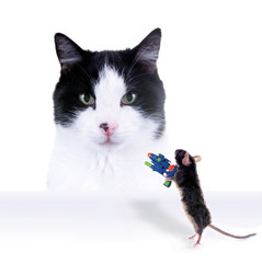 Katze und furchtlose Maus mit Wasserpistole