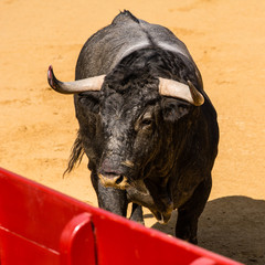 Toro Bravo Español