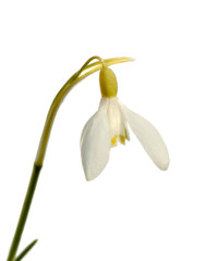 Closeup of snowdrop