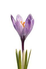 Naklejka premium Purple crocus