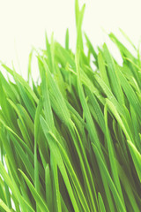 Fresh Wheatgrass - dietary supplement