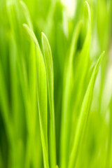Wheatgrass Macro food supplement
