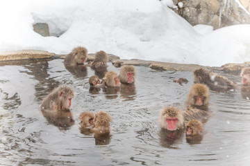 Obraz premium 思い思いの温泉のおさる達 Monkeys snow-see viewing hot spring