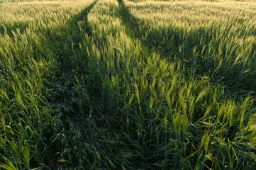 Field of barley in sunset time