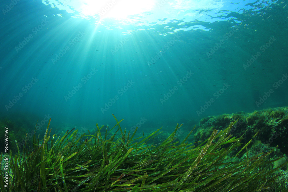 Wall mural Underwater background of green sea grass and blue water