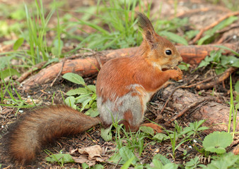 A squirrel eating the nut