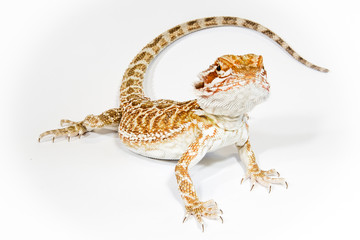 Pogona isolated