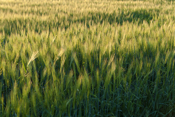Agriculture barley grain wheat field