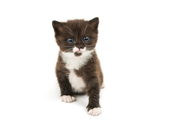 kitten isolated