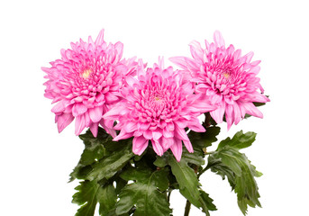 Three pink chrysanthemums