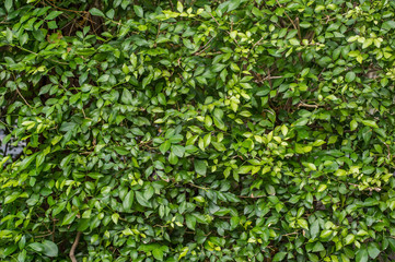 green leaves background