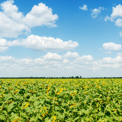 field with sunflower under blue sky with clouds