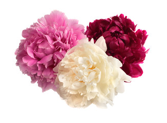 Three different color peonies