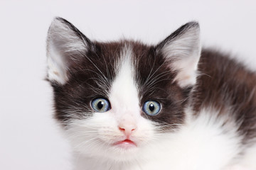 little kitten watching