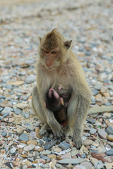 Fototapeta premium Crab-eating macaque.