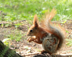 Naklejka na ściany i meble A squirrel eating the nuts