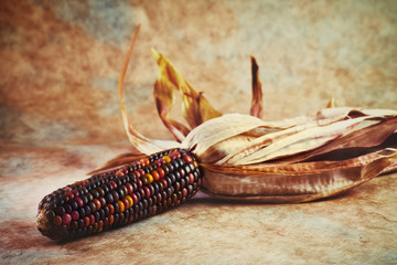 Indian Corn on handmade paper background. 