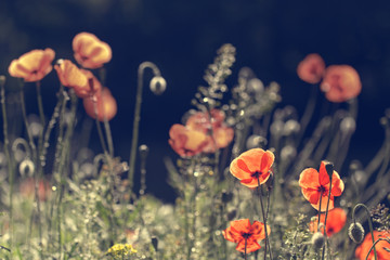 Obraz premium Vintage photo of poppies on sunset