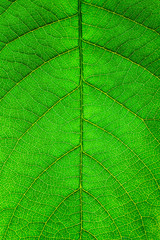 leaf close up
