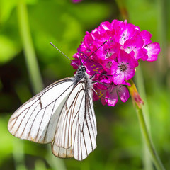 Бабочка Боярышница (Aporia crataegi) на цветке Армерия приморская (Armeria maritima, Plumbaginaceae)