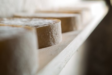 French goat cheese maturing in basement