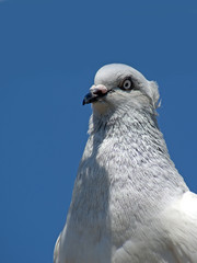 gołąb